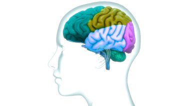 İnsan Sinir Sistemi Beyin Anatomisi Merkezi Organı. Üç Boyut