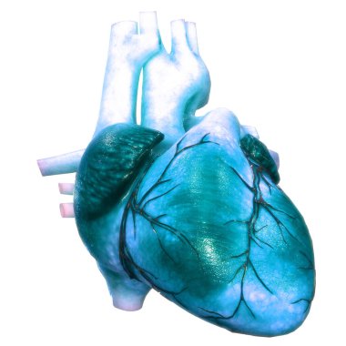 Arka planda insan kalbi anatomisi var. Üç Boyut