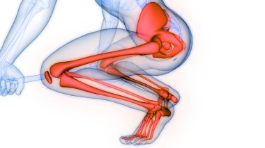 İnsan iskelet sistemi eklem anatomisi. Üç Boyut