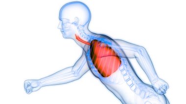 İnsan Solunum Sistemi Akciğerleri Anatomisi. Üç Boyut