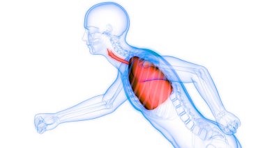 İnsan Solunum Sistemi Akciğerleri Anatomisi. Üç Boyut
