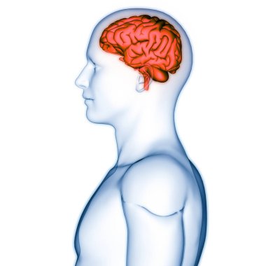 İnsan Sinir Sistemi Beyin Anatomisi Merkezi Organı. Üç Boyut