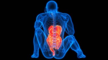 İnsan Sindirim Sistemi Anatomisi çizimi. Üç Boyut