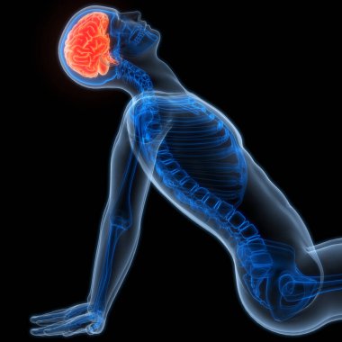 İnsan Merkezi Sinir Sistemi Beyin Anatomisi. 3d