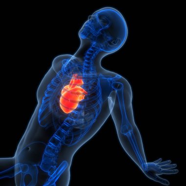 Arka planda insan kalbi anatomisi var. Üç Boyut