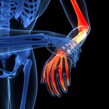 İnsan iskelet sistemi el kemikleri eklemleri anatomisi. Üç Boyut