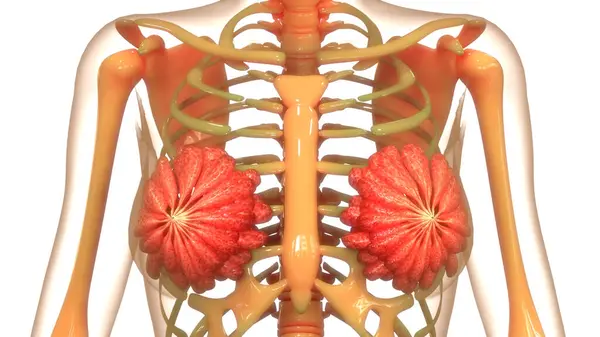 stock image Female Internal Organs Mammary Glands Anatomy. 3D