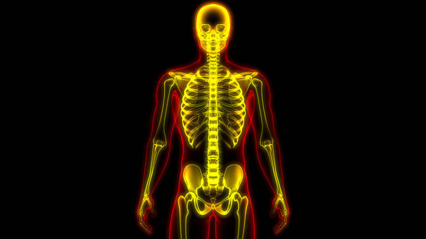 Анатомия костных суставов человеческого скелета. 3D