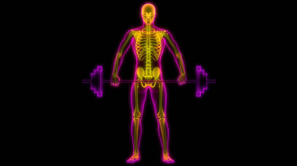 Анатомия костных суставов человеческого скелета. 3D
