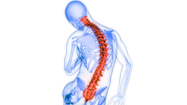Spinal Cord Vertebral Column of Human Skeleton System Anatomy. 3D