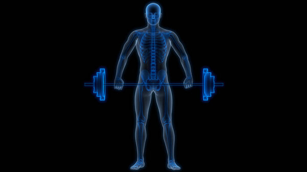 Анатомия костных суставов человеческого скелета. 3D