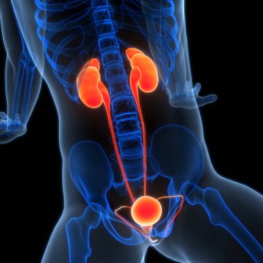 İdrar torbası anatomisi olan insan böbrekleri. Üç Boyut