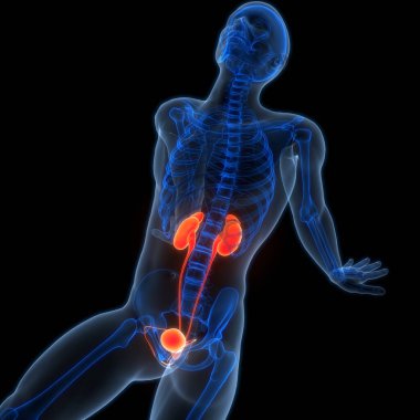 İdrar torbası anatomisi olan insan böbrekleri. Üç Boyut