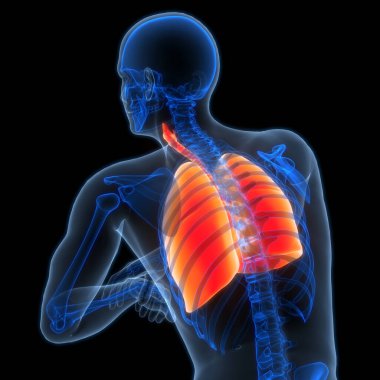 İnsan Solunum Sistemi Akciğerleri Anatomisi. Üç Boyut