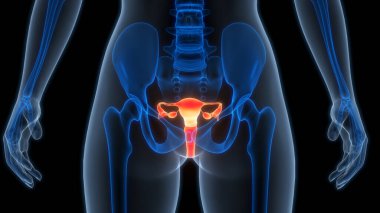 Kadın Üreme Sistemi Anatomisi. Üç Boyut