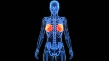 Kadın İç Organı Meme Bezleri Anatomisi. Üç Boyut