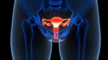 Kadın Üreme Sistemi Anatomisi. Üç Boyut