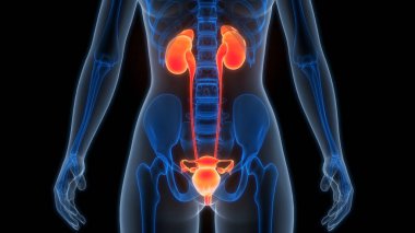 İdrar torbası anatomisi olan insan böbrekleri. Üç Boyut