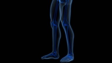 İnsan iskeleti bacak eklemi anatomisi. 3D - Görüntü