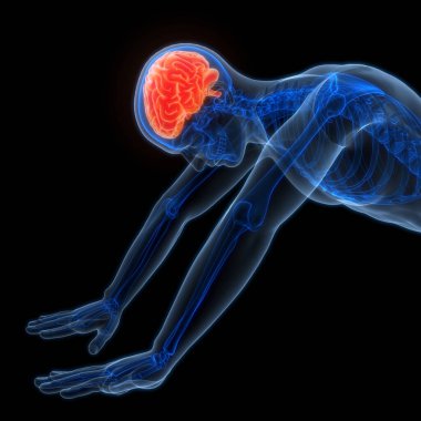 İnsan Sinir Sistemi Beyin Anatomisi Merkezi Organı. Üç Boyut