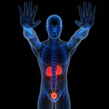 İdrar torbası anatomisi olan insan böbrekleri. Üç Boyut