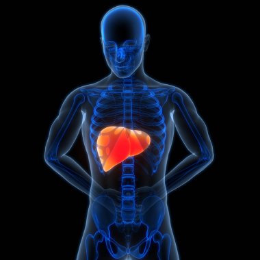 Arka planda insan karaciğeri anatomisi, yakın plan. Üç Boyut 