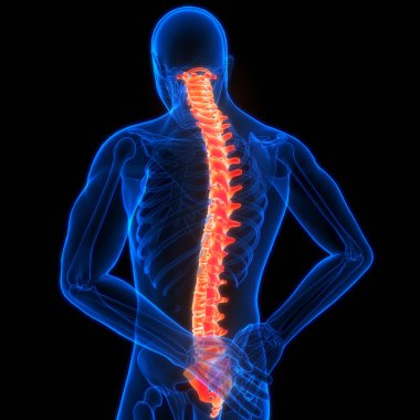 İnsan iskelet sistemi anatomisinin omurilik omurgası. Üç Boyut