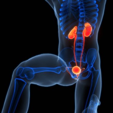 İdrar torbası anatomisi olan insan böbrekleri. Üç Boyut