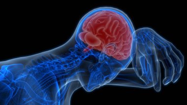 İnsan Sinir Sistemi Beyin Anatomisi Merkezi Organı. Üç Boyut