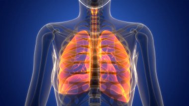 İnsan Solunum Sistemi Akciğerleri Anatomisi. Üç Boyut