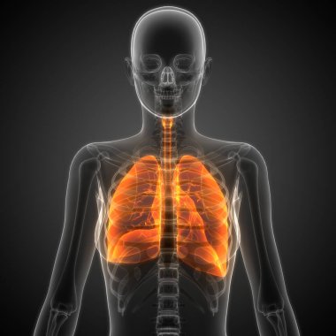 İnsan Solunum Sistemi Akciğerleri Anatomisi. Üç Boyut