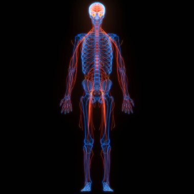 İnsan Sinir Sistemi Beyin Anatomisi Merkezi Organı. Üç Boyut