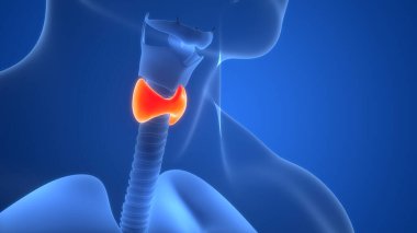 İnsan Vücut Bezleri Tiroit Bezi Anatomisi. Üç Boyut