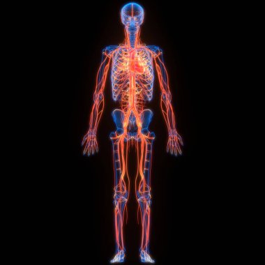 Arka planda insan kalbi anatomisi var. Üç Boyut