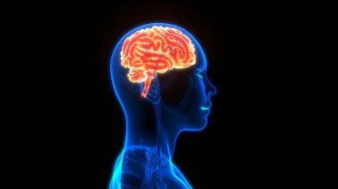 İnsan Sinir Sistemi Beyin Anatomisi Merkezi Organı. Üç Boyut