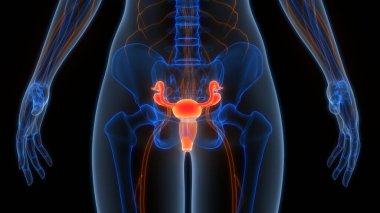 Kadın Üreme Sistemi Anatomisi arka planda, yakın plan. Üç Boyut