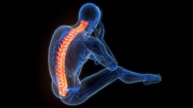İnsan iskelet sistemi anatomisinin omurilik omurgası. Üç Boyut