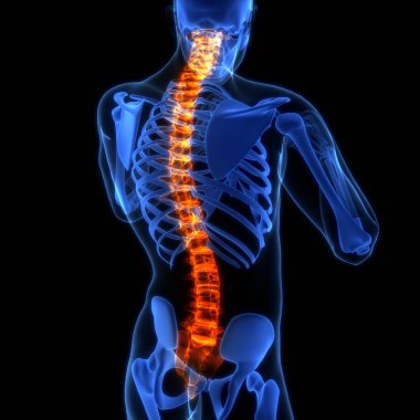 İnsan iskelet sistemi anatomisinin omurilik omurgası. Üç Boyut