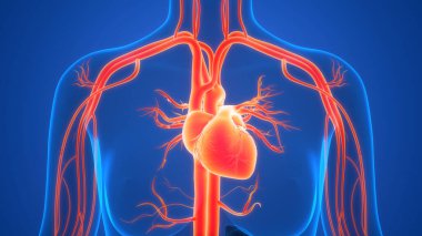 Arka planda insan kalbi anatomisi var. Üç Boyut