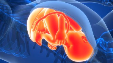 Anatomideki insan fetüs bebeği. Üç Boyut