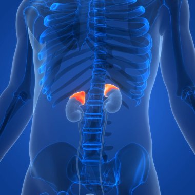 İdrar torbası anatomisi olan insan böbrekleri. Üç Boyut