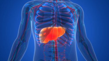 Arka planda insan karaciğeri anatomisi, yakın plan. Üç Boyut 