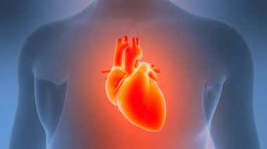 Arka planda insan kalbi anatomisi var. Üç Boyut