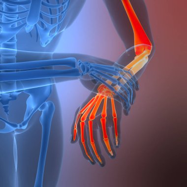 İnsan iskelet sistemi el kemikleri eklemleri anatomisi. Üç Boyut