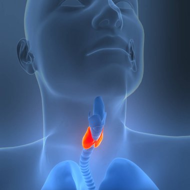 Human Body Glands Thyroid Gland Anatomy. 3D clipart