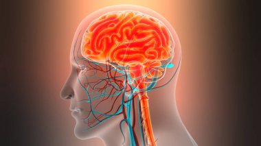 İnsan Sinir Sistemi Beyin Anatomisi Merkezi Organı. Üç Boyut