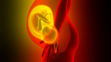 Anatomideki insan fetüs bebeği. Üç Boyut