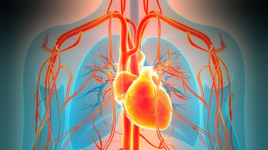 Arka planda insan kalbi anatomisi var. Üç Boyut