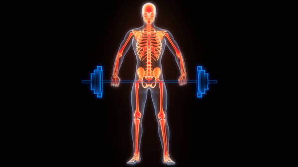 Анатомия костных суставов человеческого скелета. 3D