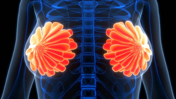 Female Internal Organs Mammary Glands Anatomy. 3D